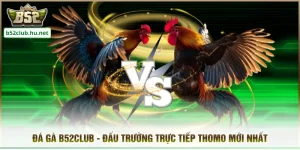 Đá Gà B52club - Đấu Trường Trực Tiếp Thomo Mới Nhất